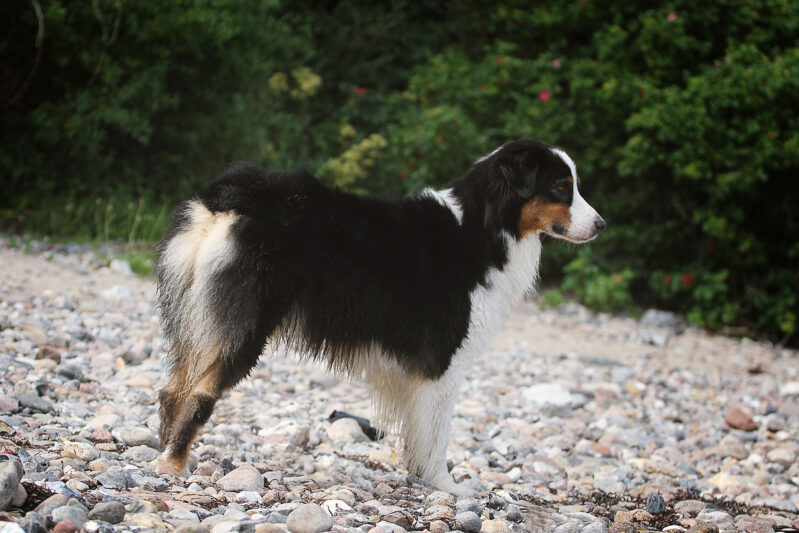 NBT beim Australian Shepherd: Was steckt dahinter und warum ist es nicht so schlimm