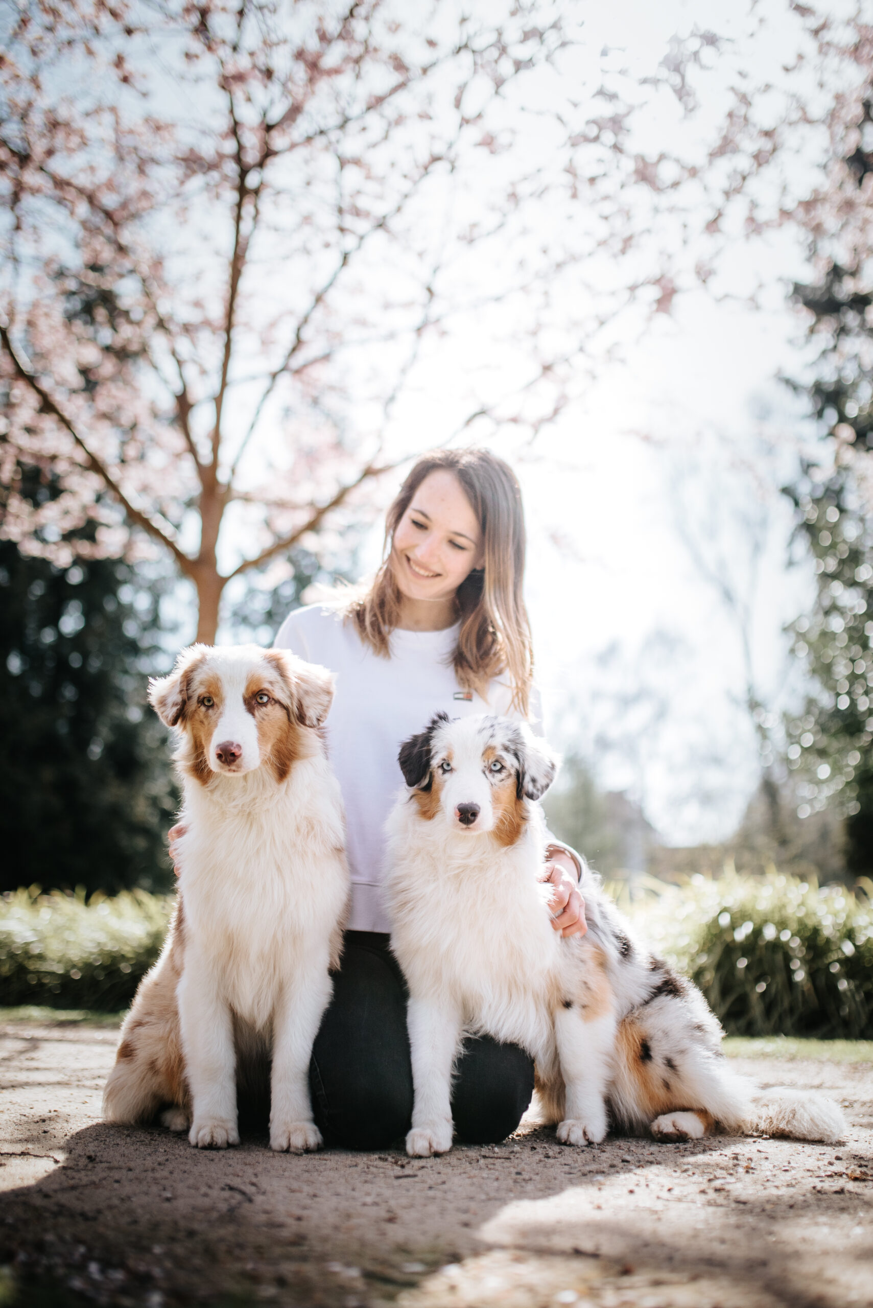 Platzierungsstelle für einen Australian Shepherd
