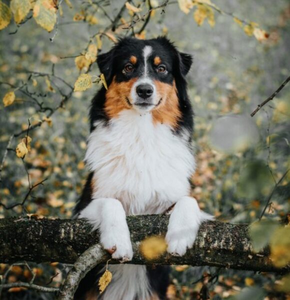 Welpen Aussie Rüde Red Merle