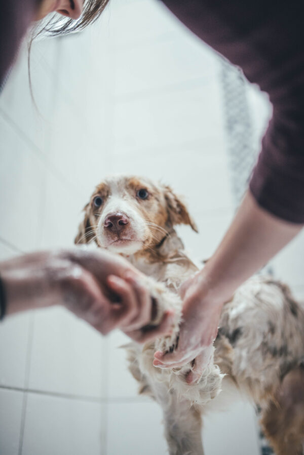Strahlt Ihr Australian Shepherd nach einem Bad wie nie zuvor?