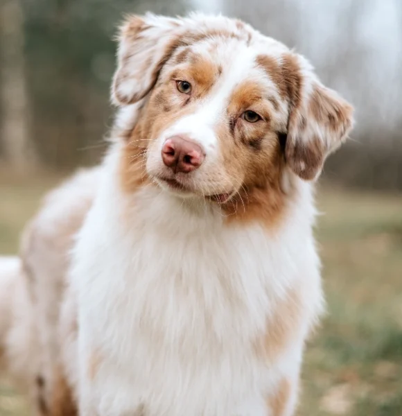 Welpen Aussie Rüde Red Merle