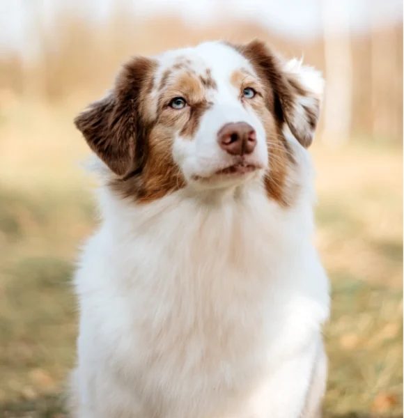 Welpen Aussie Rüde Red Merle