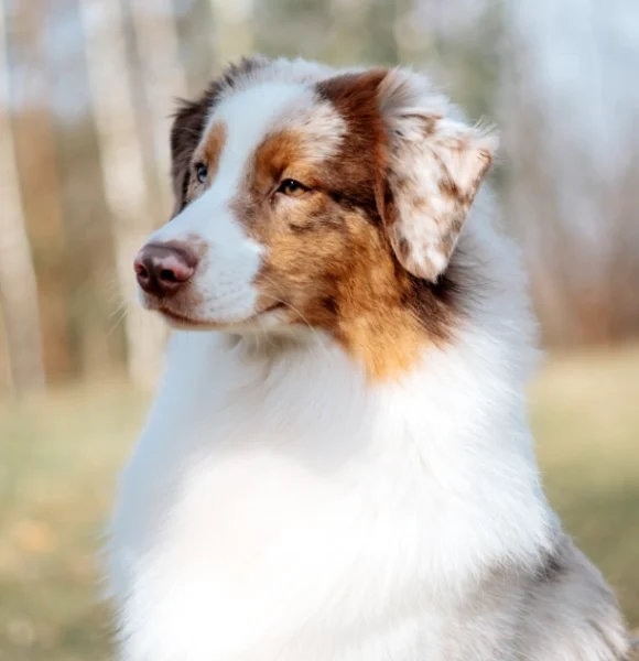 Welpen Aussie Rüde Red Merle