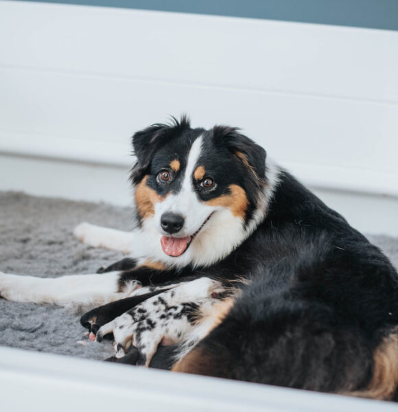 Welpen Mini Aussie Rüde Red Merle