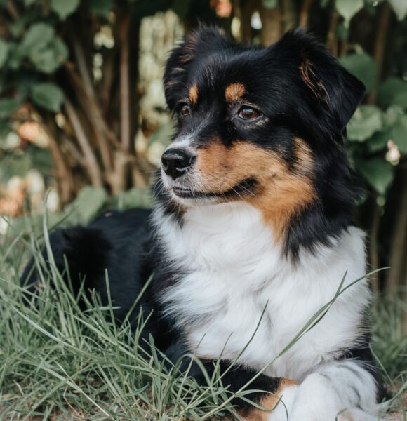 Welpen Aussie Rüde Red Merle