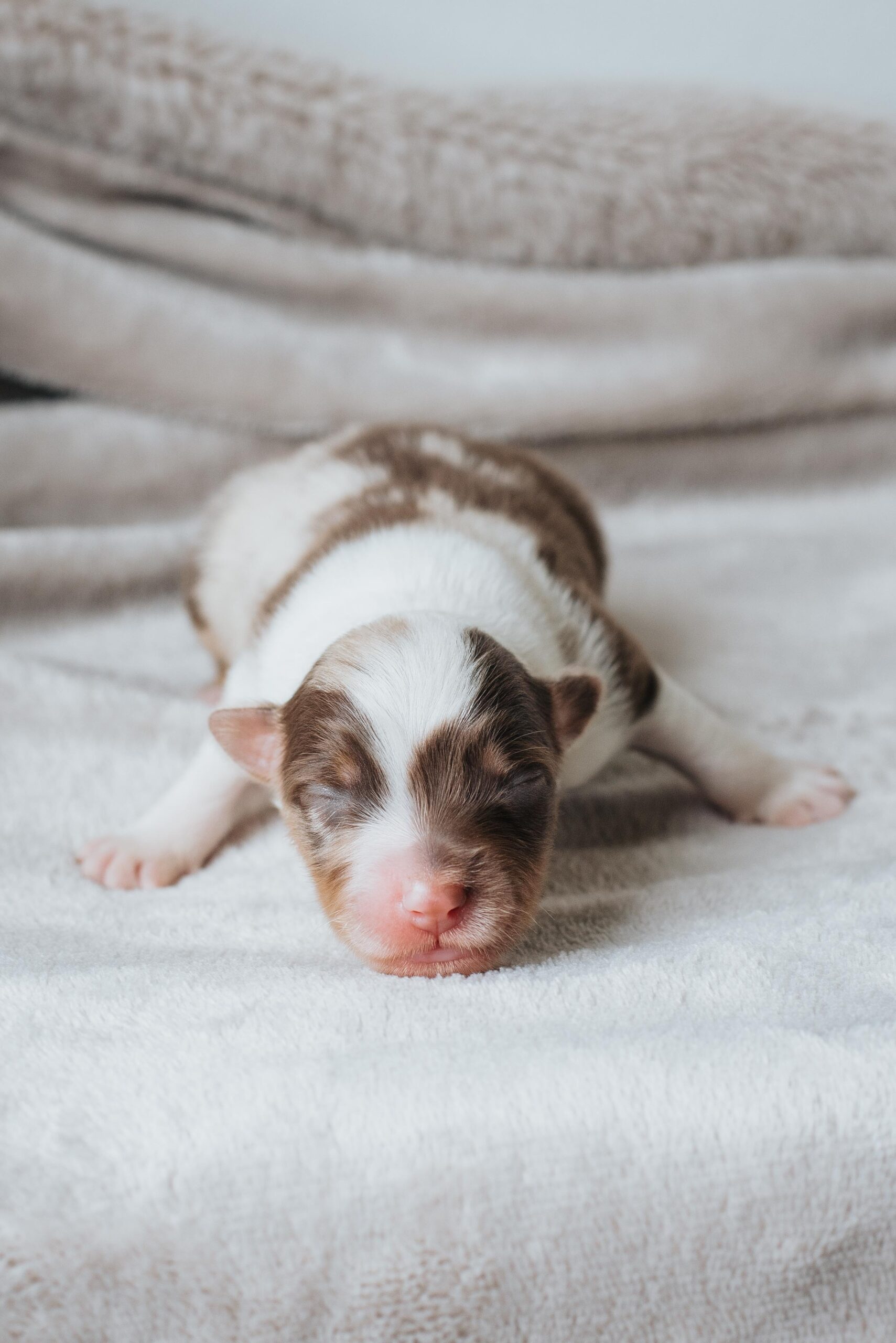 Aussie 2 Mini-Aussie-Rüde aus der A.W.A-Bildbibliothek