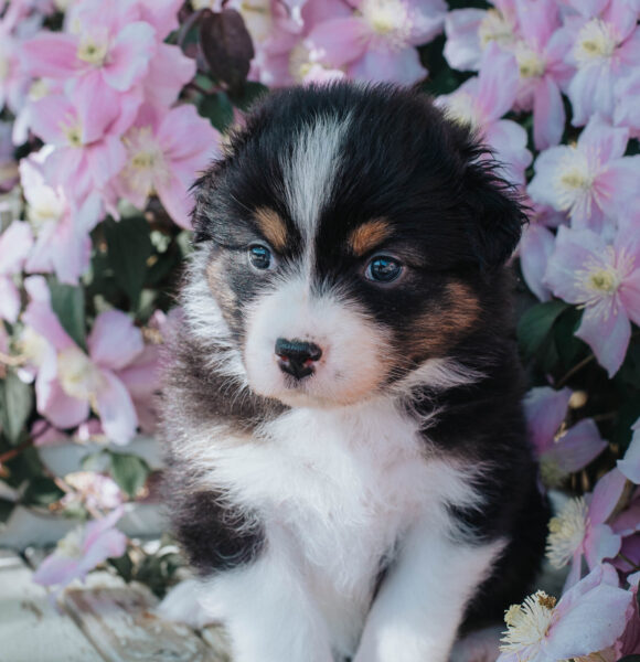 Australian Shepherd Black Tri
