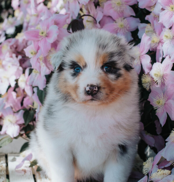 Mini Australian Shepherd Hündin