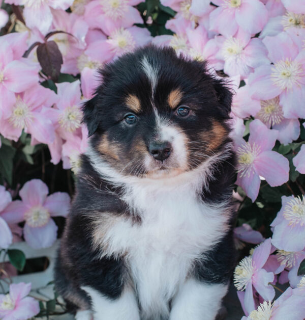 Australian Shepherd Hündin