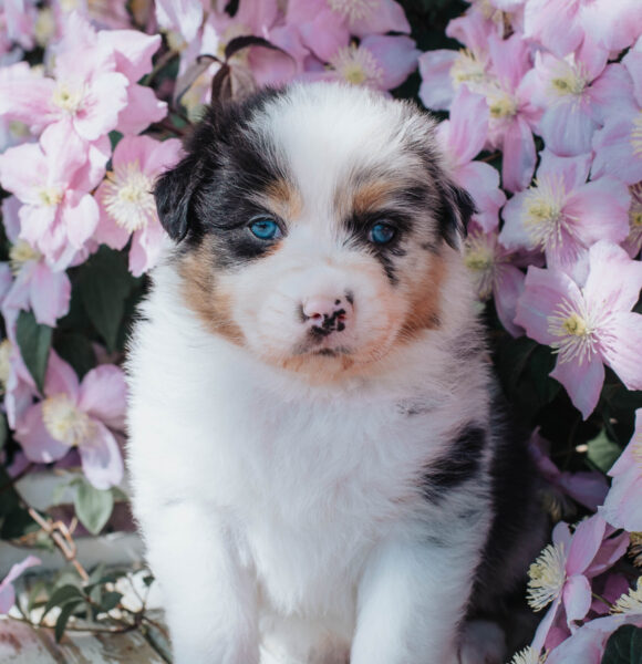 Mini Australian Shepherd Black Tri