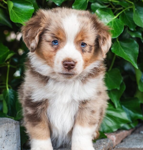 Australian Shepherd Hündin