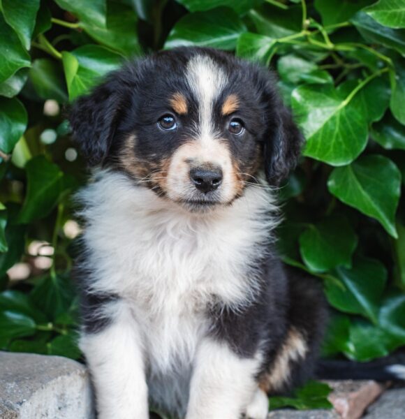 Australian Shepherd Black Tri