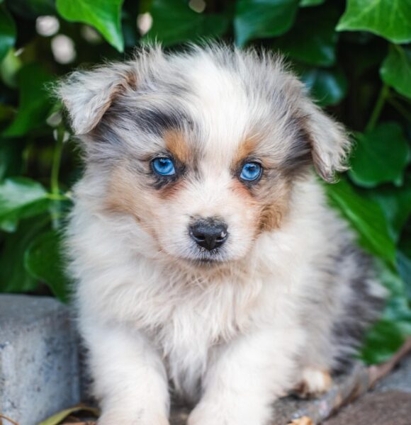 Australian Shepherd Black Tri