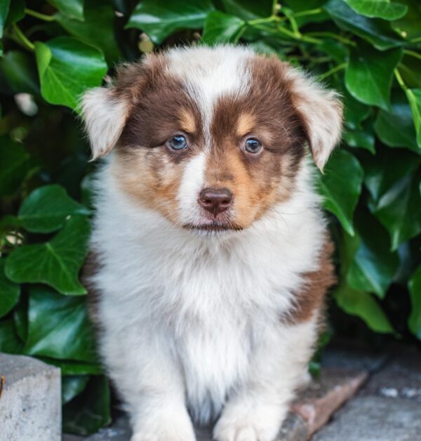 Red Merle Rüde *Beispielfoto Mini Australian Shepherd Hündin