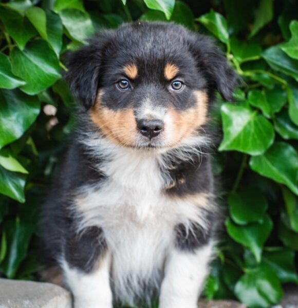 Black Tri * Beispielfoto Mini Australian Shepherd Black Tri