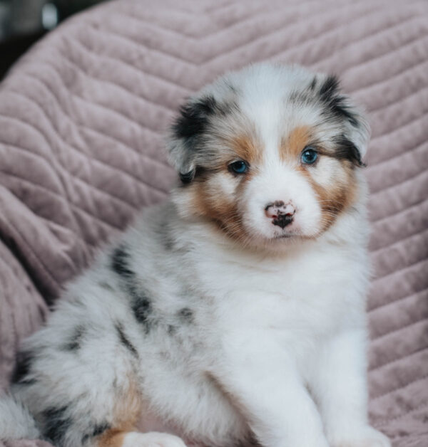 Mini Australian Shepherd Hündin
