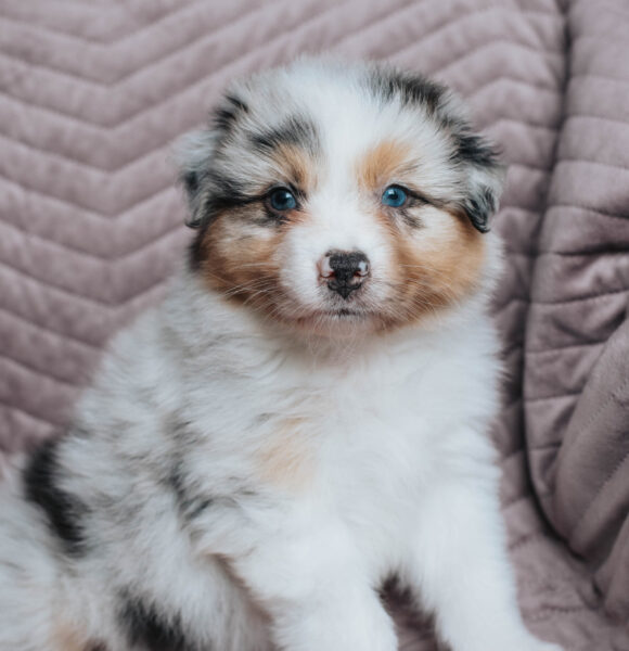 Welpen Mini Aussie Rüde Red Merle