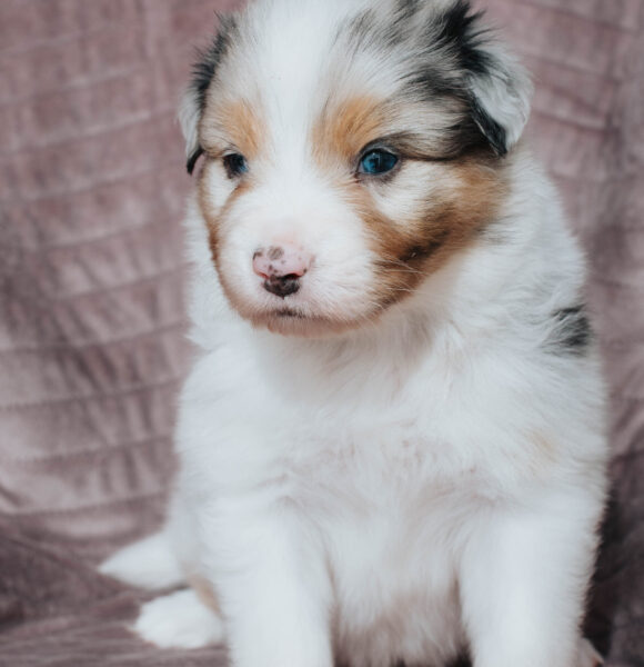Welpen Mini Aussie Rüde Red Merle