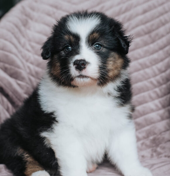 Mini Australian Shepherd Black Tri
