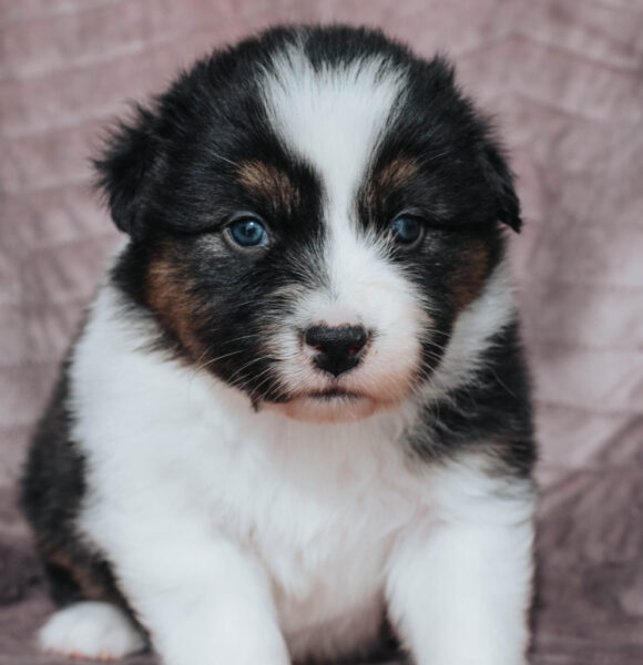 Mini Australian Shepherd Black Tri