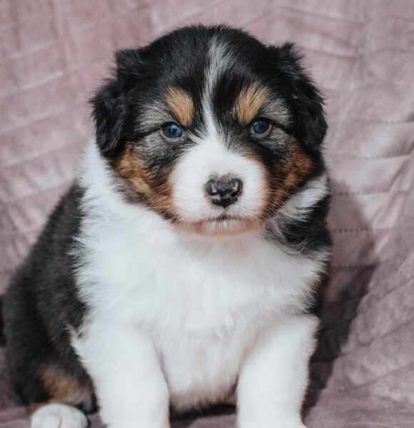 Mini Australian Shepherd Black Tri