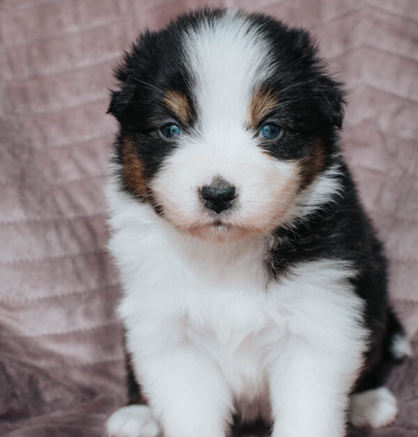 Mini Australian Shepherd Hündin