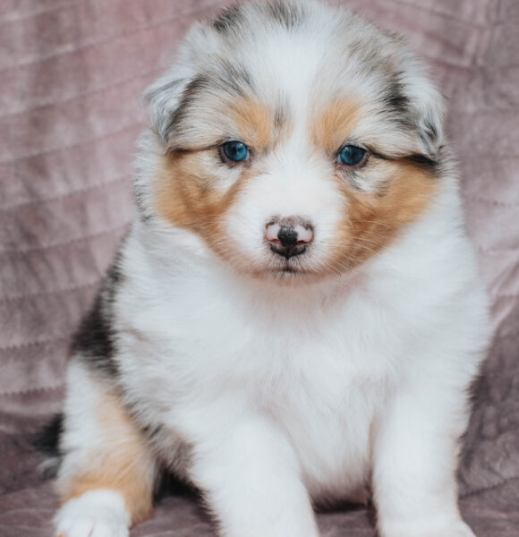 Mini Australian Shepherd Black Tri