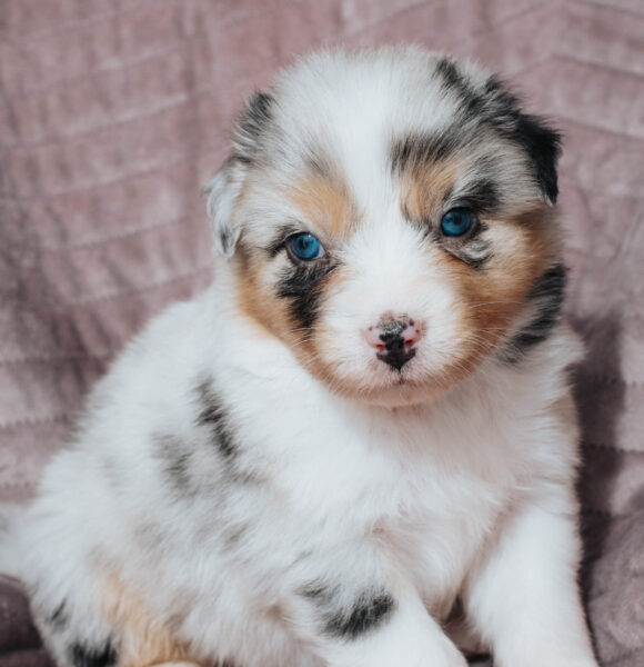 Mini Australian Shepherd Black Tri