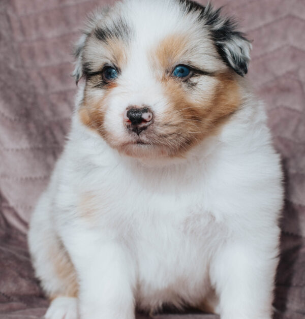 Mini Australian Shepherd Hündin