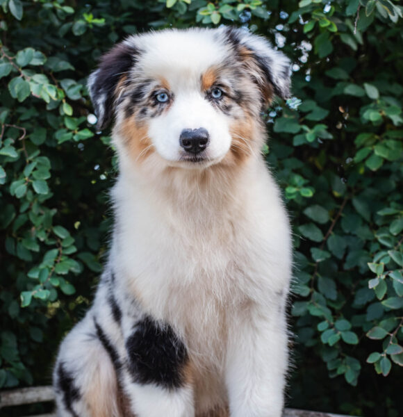 Welpen Aussie Rüde Red Merle