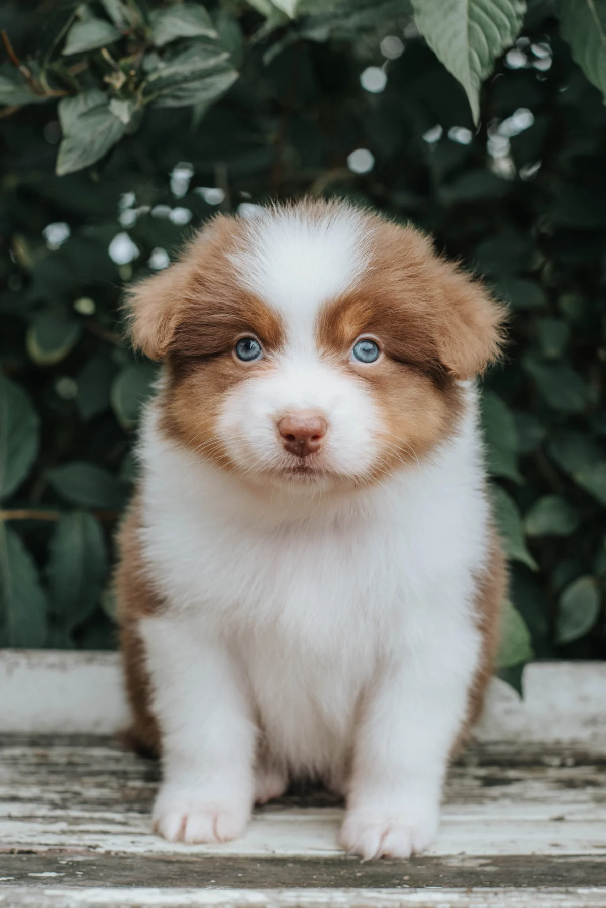Australian-Shepherd-Welpe aus der A.W.A-Bildbibliothek