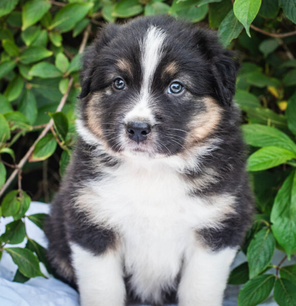 Australian Shepherd Black Tri