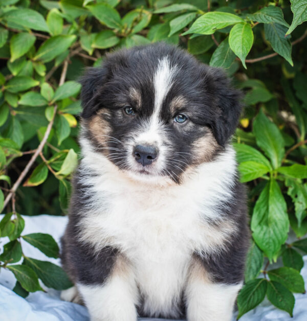 Australian Shepherd Hündin