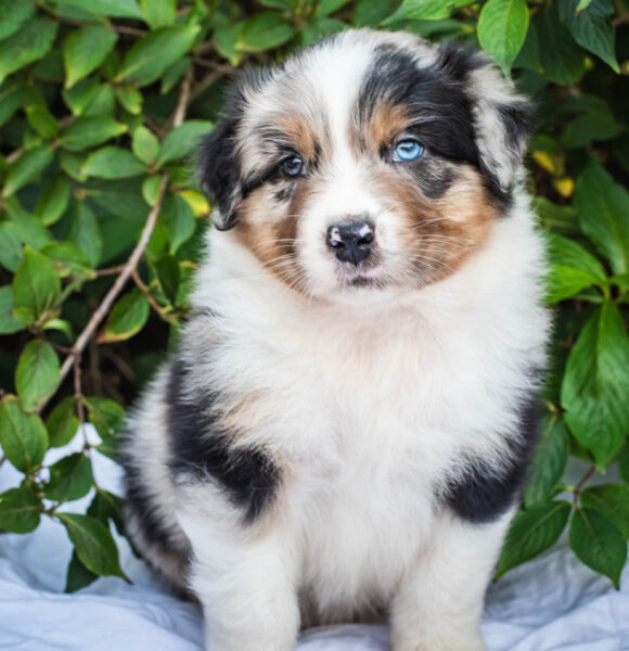 Australian Shepherd Black Tri