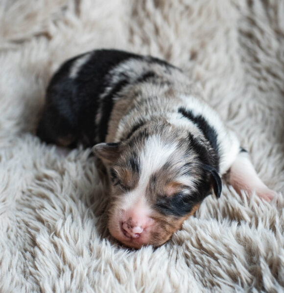 Australian Shepherd Black Tri