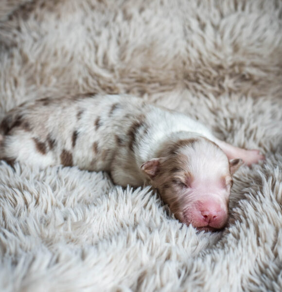 Australian Shepherd Black Tri